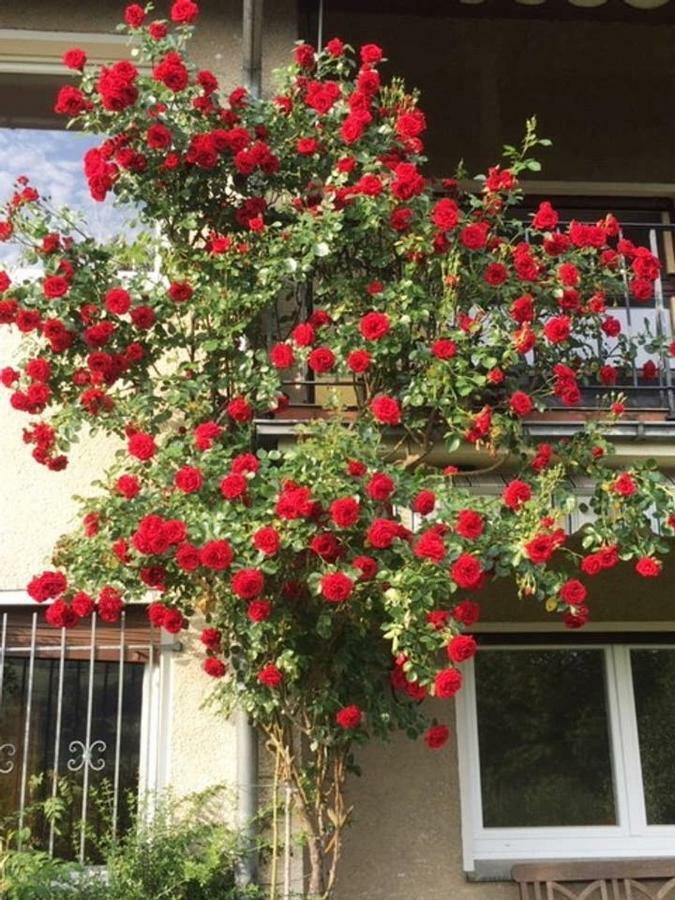 דטמולד Ferienwohnung מראה חיצוני תמונה